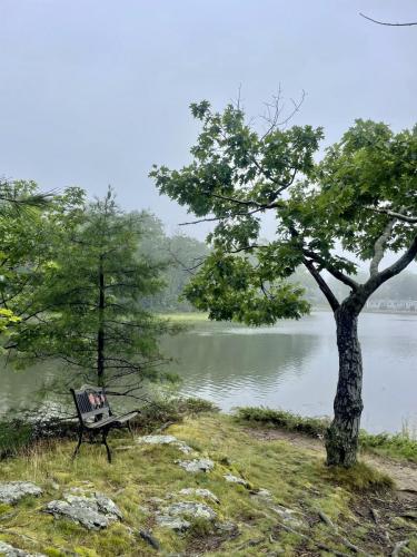 A foggy scene of two lush trees and a bench near a river. 